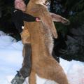 Boone and Crockett Cougar